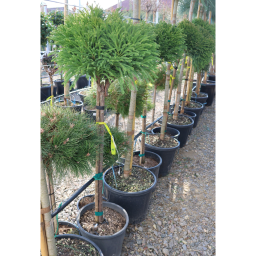 TÖRPE JAPÁNCIPRUS MAGASÖRZSŰ 1/2- CRYPTOMERIA JAPONICA 1/2 STANDARD