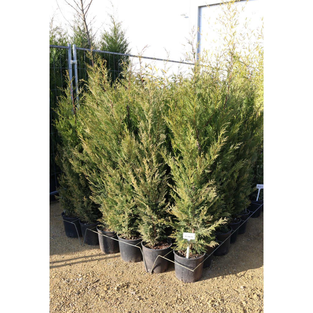 LEYLANDI CIPRUS 9L-CUPRESSOCYPARIS LEYLANDII BUSH