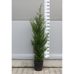 LEYLANDI CIPRUS 9L-CUPRESSOCYPARIS LEYLANDII BUSH