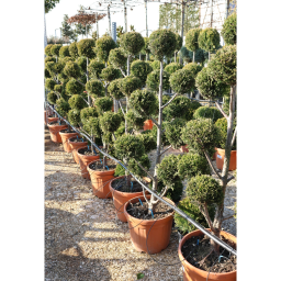 LEYLANDI CIPRUS PONPON 120/130 CM- CUPRESSOCYPARIS LEYLANDII PONPON