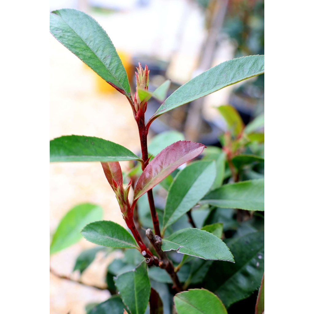 TÖRZSES KORALLBERKENYE-PHOTINIA FRASERI ROBUSTA COMPACTA 1/4 STANDARD
