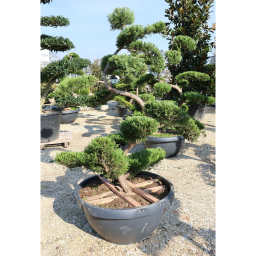 LEYLANDI BONSAI 160/180 CM- CUPRESSOCYPARIS LEYLANDII BONSAI BOWL
