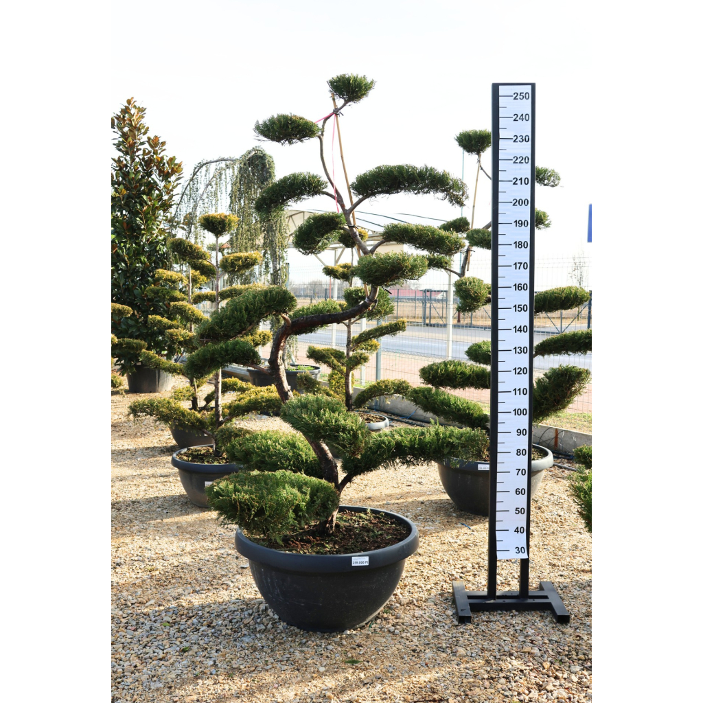LEYLANDI BONSAI 180/200 CM- CUPRESSOCYPARIS LEYLANDII BONSAI BOWL