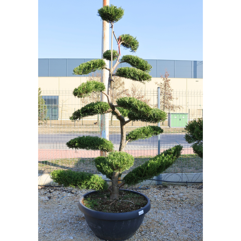 LEYLANDI CIPRUS TÁNYÉR BONSAI-CUPRESSOCYPARIS LEYLANDII FLAT BONSAI BOWL