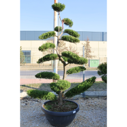 LEYLANDI CIPRUS TÁNYÉR BONSAI-CUPRESSOCYPARIS LEYLANDII FLAT BONSAI BOWL