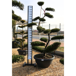 LEYLANDI CIPRUS TÁNYÉR BONSAI-CUPRESSOCYPARIS LEYLANDII FLAT BONSAI BOWL