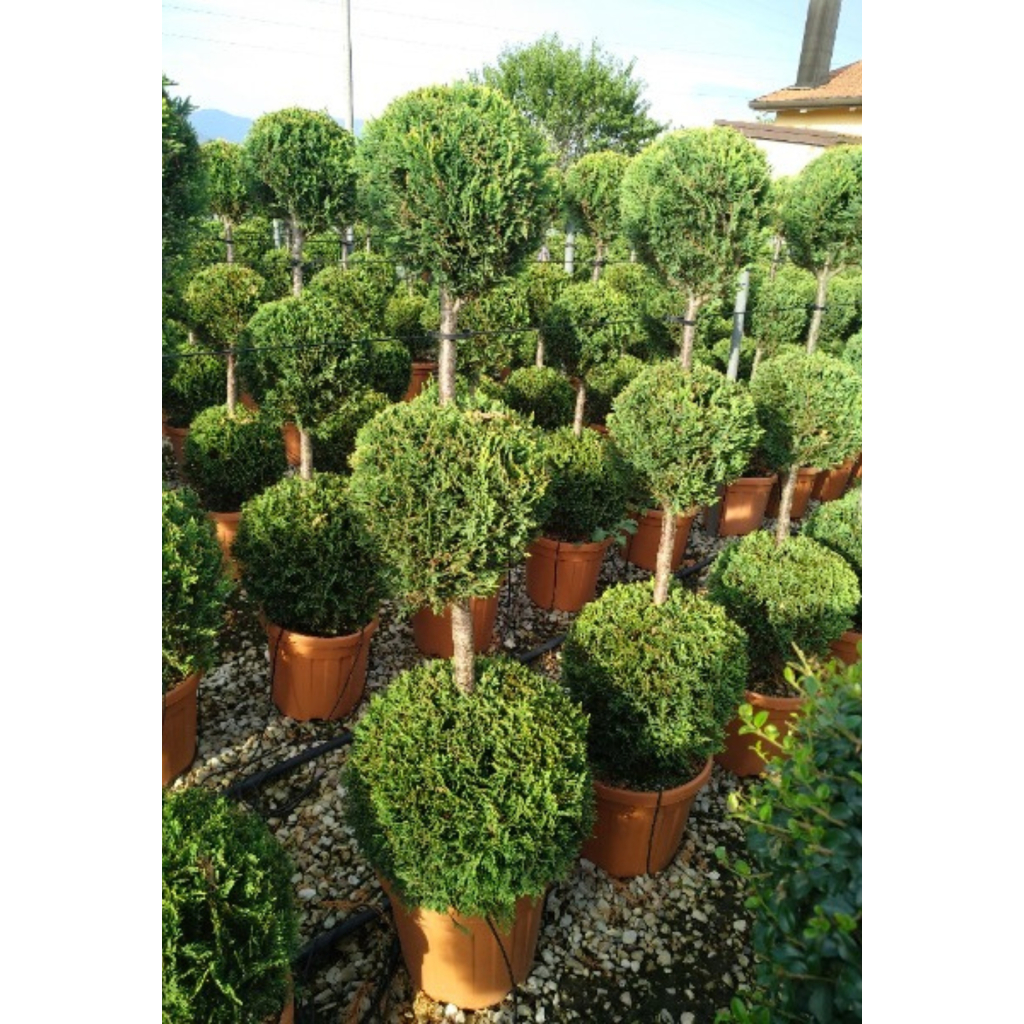 LEYLANDI CIPRUS CASTLEWELLAND GOLD 3 GÖMB 120/130 CM- CUPRESSOCYPARIS LEYL CASTLEWELLAND GOLD 3 BALLS