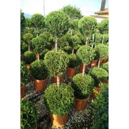 LEYLANDI CIPRUS CASTLEWELLAND GOLD 3 GÖMB 120/130 CM- CUPRESSOCYPARIS LEYL CASTLEWELLAND GOLD 3 BALLS