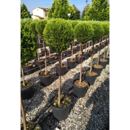 LEYLANDI CIPRUS CASTLEWELLAND GOLD 1/2- CUPRESSOCYPARIS LEYL CASTLEWELLAND GOLD