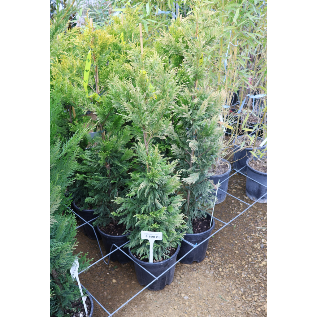 LEYLANDI CIPRUS GOLD RIDER 9L- CUPRESSOCYPARIS LEYL GOLD RIDER BUSH