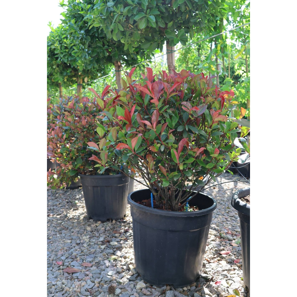 KORALLBERKENYE ROBUSTA COMPACTA GÖMB -PHOTINIA FRASERI ROBUSTA COMPACTA