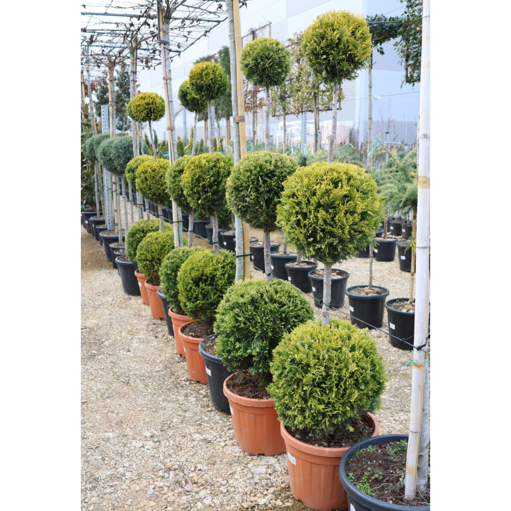 LEYLANDI CIPRUS GOLD RIDER 3 GÖMB 150/160 CM- CUPRESSOCYPARIS LEYL GOLD RIDER