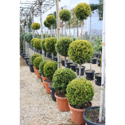 LEYLANDI CIPRUS GOLD RIDER 3 GÖMB 150/160 CM- CUPRESSOCYPARIS LEYL GOLD RIDER