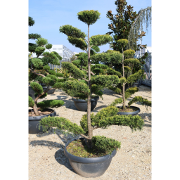 LEYLANDI CIPRUS GOLD RIDER TÁNYÉR BONSAI- CUPRESSOCYPARIS LEYL GOLD RIDER FLAT BONSAI