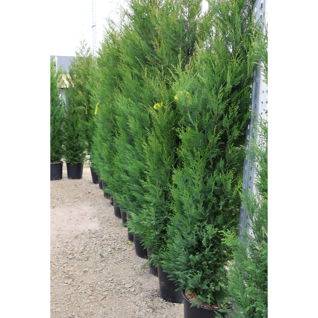 LEYLANDI VITO BOKOR 200/250 CM- CUPRESSOCYPARIS LEYLANDII VITO BUSH