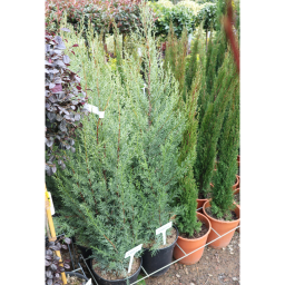 ARIZÓNAI CIPRUS BOKOR 9L- CUPRESSUS ARIZONICA FASTIGIATA BUSH