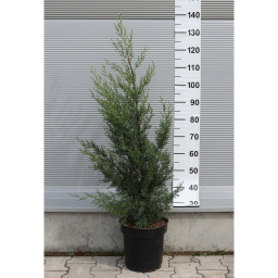 ARIZÓNAI CIPRUS BOKOR 9L- CUPRESSUS ARIZONICA FASTIGIATA BUSH