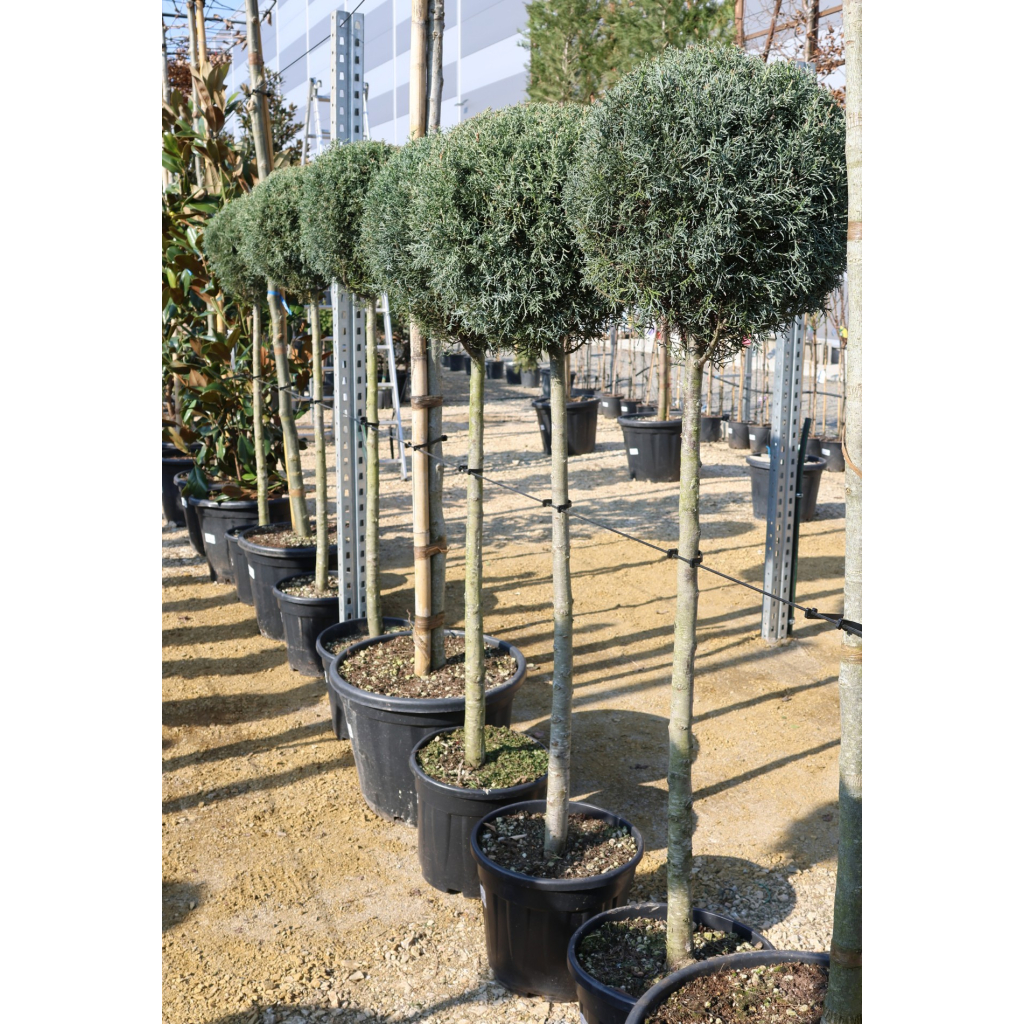 ARIZÓNAI CIPRUS MAGASTÖRZSŰ 1/2- CUPRESSUS ARIZONICA FASTIGIATA