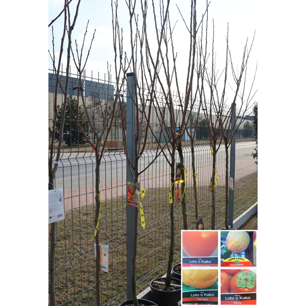 DATOLYASZILVA- DIOSPYROS KAKI 1/2 STANDARD