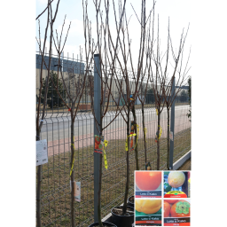 DATOLYASZILVA- DIOSPYROS KAKI 1/2 STANDARD