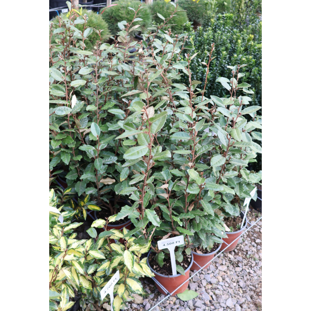 SZÉLES LEVELŰ EZÜSTFA CSERJE 3L- ELAEAGNUS EBBINGEI COMPATTA BUSH