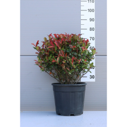 KORALLBERKENYE ROBUSTA COMPACTA GÖMB -PHOTINIA FRASERI ROBUSTA COMPACTA