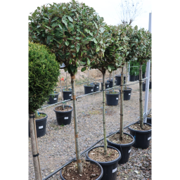 SZÉLES LEVELŰ EZÜSTFA 1/2 STANDARD- ELAEAGNUS EBBINGEI COMPATTA