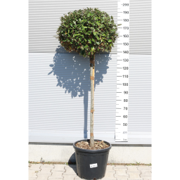 SZÉLES LEVELŰ EZÜSTFA 1/2 STANDARD- ELAEAGNUS EBBINGEI COMPATTA