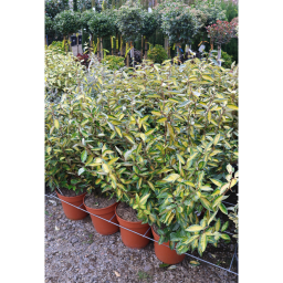 SÁRGATARKA SZÉLES LEVELŰ EZÜSTFA CSERJE 9L- ELAEAGNUS X EBBINGEI LIMELIGHT
