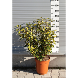 SÁRGATARKA SZÉLES LEVELŰ EZÜSTFA CSERJE 9L- ELAEAGNUS X EBBINGEI LIMELIGHT