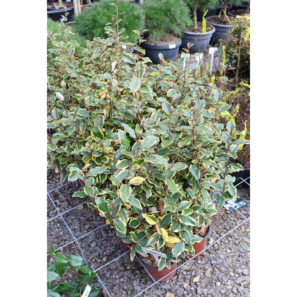 SZÉLES LEVELŰ EZÜSTFA CSERJE 3L- ELAEAGNUS EBBINGEI VIVILEG BUSH