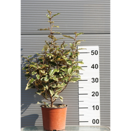 SZÉLES LEVELŰ EZÜSTFA CSERJE 3L- ELAEAGNUS EBBINGEI VIVILEG BUSH