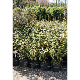 TARKALEVELŰ EZÜSTFA MARYLINE CSERJE 9L-ELAEAGNUS X EBBINGEI MARYLINE BUSH