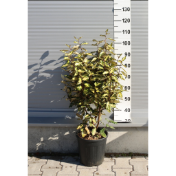 TARKALEVELŰ EZÜSTFA MARYLINE CSERJE 9L-ELAEAGNUS X EBBINGEI MARYLINE BUSH