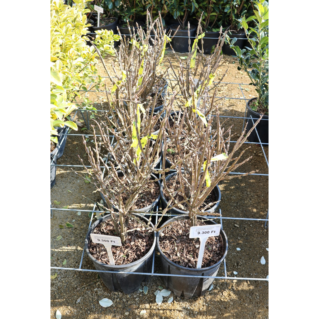 SZÁRNYAS KECSKERÁGÓ 9L- EUONYMUS ALATUS BUSH