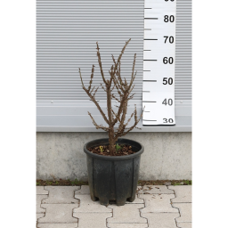 SZÁRNYAS KECSKERÁGÓ 9L- EUONYMUS ALATUS BUSH