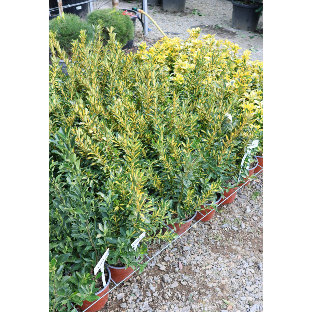 JAPÁN KECSKERÁGÓ LIVORNESE CSERJE 3L-EUONYMUS JAPONICUS AUREOPICTUS [LIVORNESE]