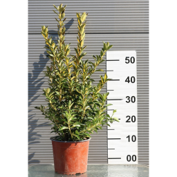 JAPÁN KECSKERÁGÓ LIVORNESE CSERJE 3L-EUONYMUS JAPONICUS AUREOPICTUS [LIVORNESE]