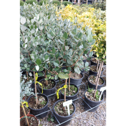 MIRTUSZDIÓ TÖRZSES 1/4-FEIJOA SELLOWIANA