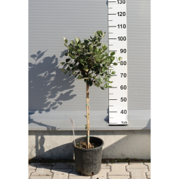 MIRTUSZDIÓ TÖRZSES 1/4-FEIJOA SELLOWIANA