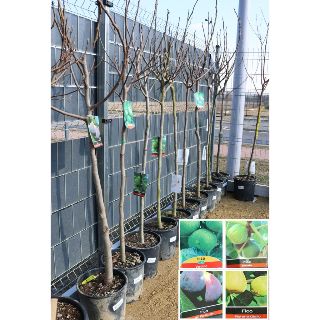 FÜGE TÖRZSES 1/2- FICUS CARICA (FICO)