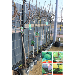 FÜGE TÖRZSES 1/2- FICUS CARICA (FICO)