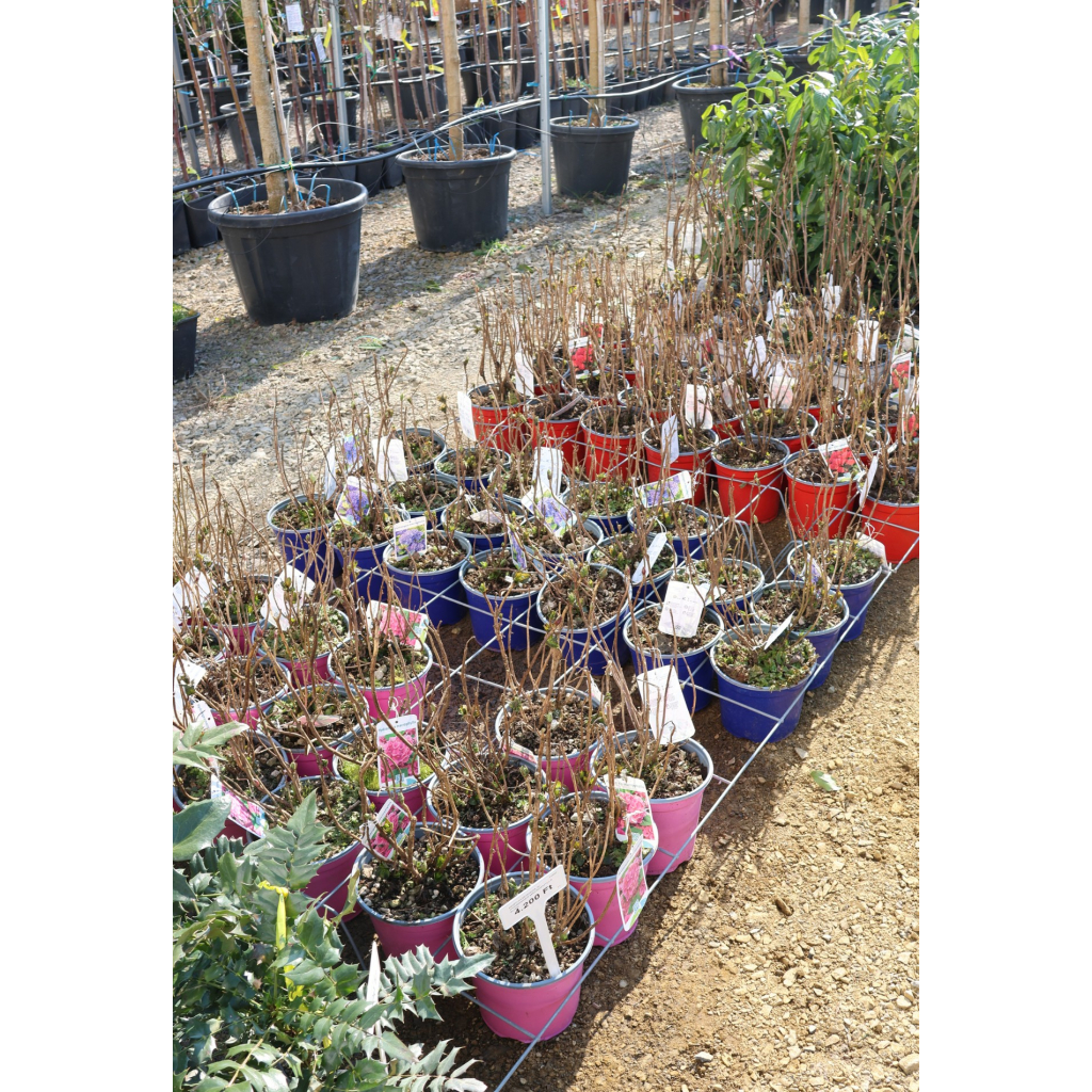 KERTI HORTENZIA 3L- HYDRANGEA MACROPHYLLA BUSH