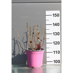 KERTI HORTENZIA 3L- HYDRANGEA MACROPHYLLA BUSH