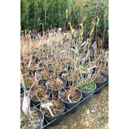 KERTI HORTENZIA 9L- HYDRANGEA MACROPHYLLA BUSH