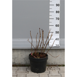 KERTI HORTENZIA 9L- HYDRANGEA MACROPHYLLA BUSH