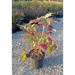 TÖLGYLEVELŰ HORTENZIA 9L- HYDRANGEA QUERCIFOLIA BUSH