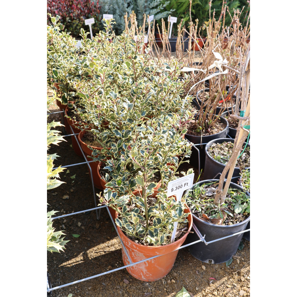 TARKA LEVELŰ MAGYAL CSERJE 9L -ILEX AQUIFOLIUM ARGENTEOMARGINATA BUSH