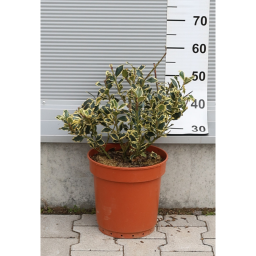 TARKA LEVELŰ MAGYAL CSERJE 9L -ILEX AQUIFOLIUM ARGENTEOMARGINATA BUSH