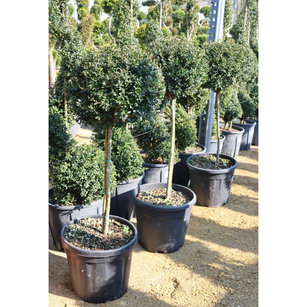 MAGYAL GÖMB CSERJE TÖRZSES 1/4 15L-ILEX CRENATA GLORY GEM 1/4 STANDARD